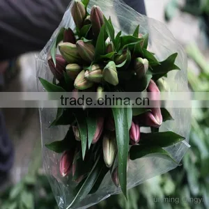 Wholesale High Quality Fresh Lily Flower Water Lilies Flowers From Kunming Qingyi thumbnail-4