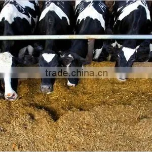 Corn Gluten Meal, Soybean Meal,Feather Meal,Fish Meal,Poultry Meal, Fish Meal thumbnail-1