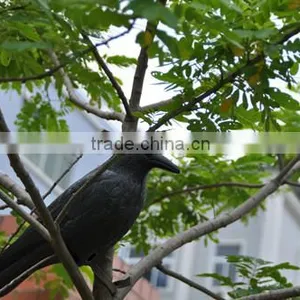 2015 China Singrun New Bird Crow Decoys for Garden Hunting thumbnail-3