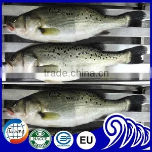 Frozen Chilean Seabass Whole Round thumbnail-1