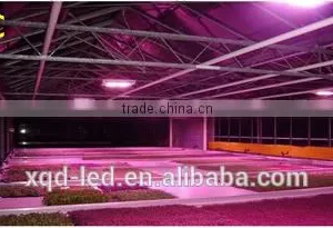 XQD 180w/270w/450w LED Plant Grow Light Full Spectrum Shenzhen thumbnail-5