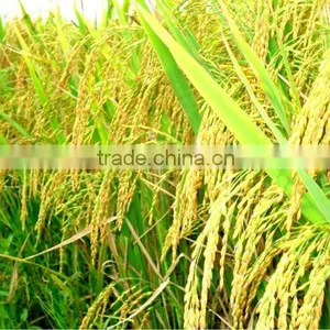 JAPONICA RICE NEW CROP 2014- HIGH QUALITY thumbnail-1