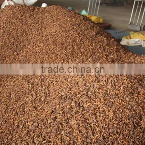 Viet Nam Star Aniseed thumbnail-5