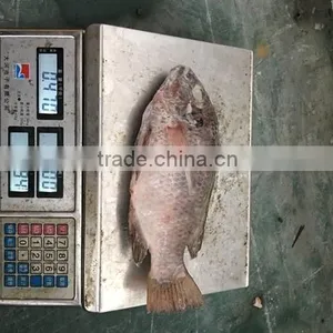 Chinese Factory Price of Frozen Black Tilapia thumbnail-2