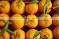FRESH MANDARIN thumbnail-1