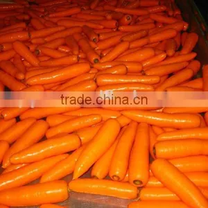 Hot-sell Fresh Carrot thumbnail-1