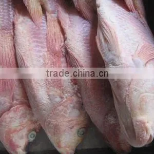FIRST CLASS FROZEN AND FRESH Red Tilapia Fish thumbnail-1