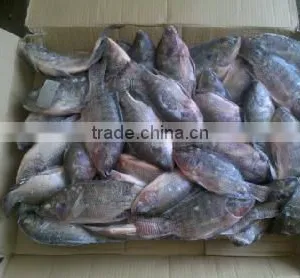 Small Size Frozen Tilapia Fish Block Frozen 100-200g thumbnail-1