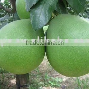 FRESH HONEY POMELO thumbnail-1