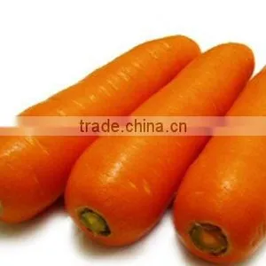 Fresh Carrot 9kg Carton thumbnail-1