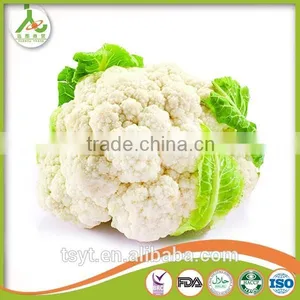 Fresh Round Cabbage in Good Fresh Condition thumbnail-2