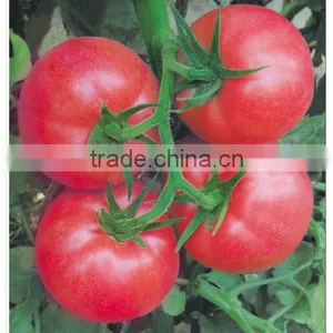 Hybrid F1 Indeterminate Growth High Disease Resistance Bulk Pink Tomato Seeds For Growing-Arctic Continent thumbnail-1