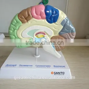 Anatomical Human Brain Model thumbnail-2