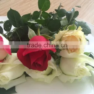 Kunming Fresh Cut Flowers Rose Flower thumbnail-3