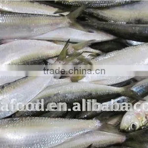 Frozen Sardine thumbnail-1