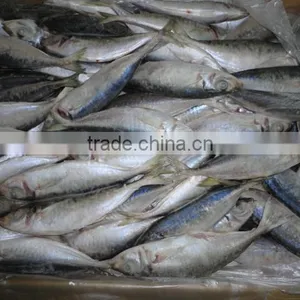 BQF WHOLE ROUND FROZEN HORSE MACKEREL FISH thumbnail-2