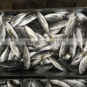 Chinese Frozen Seafood/Frozen Fish Factory thumbnail-5