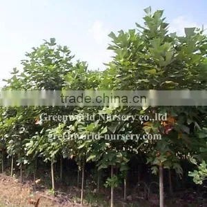 Liriodendron Tulipifera Flower thumbnail-1