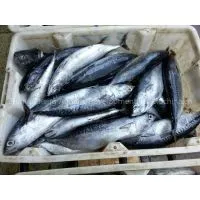 Supply Bonito thumbnail-1