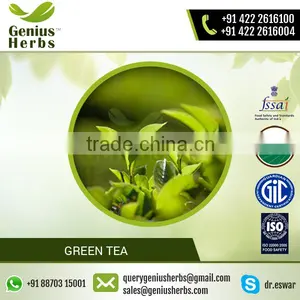Healthy Additive Free Green Tea From Leading Wholesaler at Cheap Rate thumbnail-1