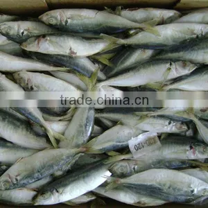 Frozen Pacific Mackerel Fish Seafrozen for Common Use thumbnail-6