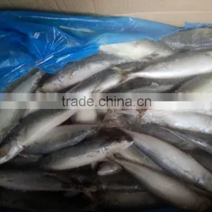 Frozen Good Quality Pacific Mackerel Fish Sea Frozen thumbnail-4
