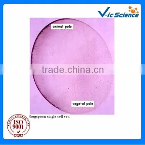 Frog Embryo Slides Teaching Embryo Glass Prepared Slides From Factory thumbnail-1