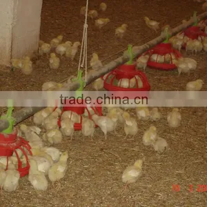 Broiler Feeding System for Poultry Farm thumbnail-1