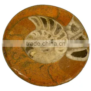 Fossil Specimens, Polished Ammonite thumbnail-1