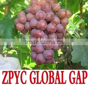 Chinese Grapes thumbnail-1
