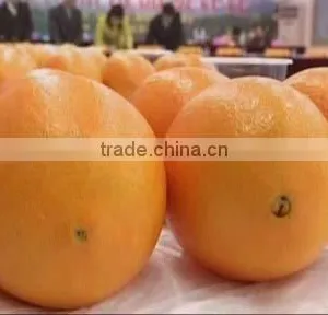 Good Quality Navel Orange thumbnail-1