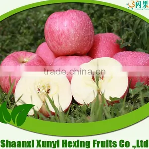 High Quality First Class Red Apple With Low Price thumbnail-1