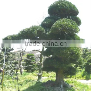 Big Live Bonsai Tree thumbnail-2
