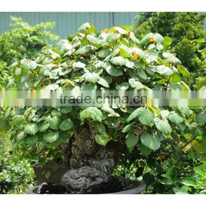 Hibiscus Tiliaceus L. thumbnail-4