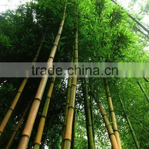 Yellow Groove Bamboo Seedling thumbnail-3