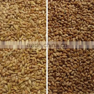 ZRWS High Quality Xinjiang Wheat Color Sorter With Competitive Price thumbnail-3