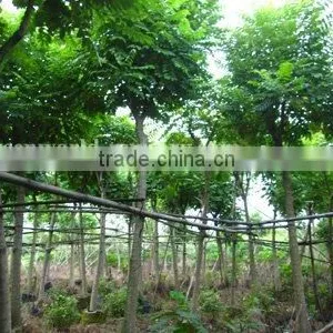 Spathodea Campanulata Exported thumbnail-1