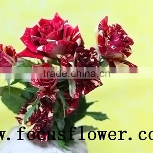 Good Quality Fresh Black Roses in Delhi Roses Flowers Spray Rose Meteor Shower for Wedding Decoration Without Middleman thumbnail-4