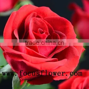 100% Percent Fresh Cut Jasmine Flower Price Rose Wholesale Carola With 0.6-0.8kg From Kunming thumbnail-1