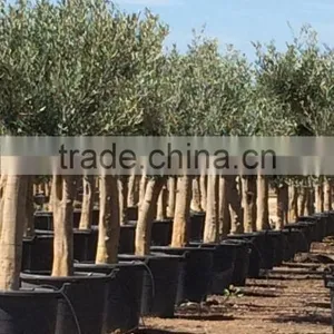 Olive Tree Young Skin Trunk - Olea Europaea "Andalucia" thumbnail-4