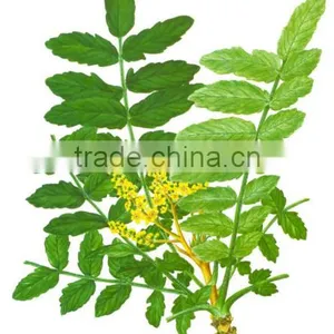 Boswellia Serrata Extract Powder thumbnail-1