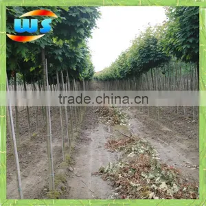 Bamboo Cane for Support Plant Growing thumbnail-1