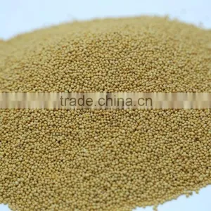 Yellow Mustard Seeds thumbnail-1