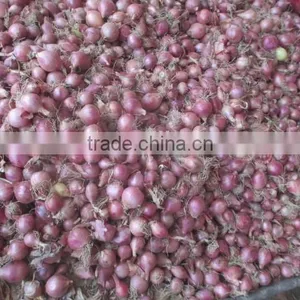 Fresh Red Onions Yellow Onions From Chinese Factory thumbnail-4