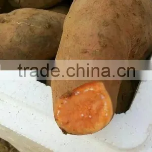 All Kinds of Sweet Potato thumbnail-4