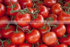 Fresh Tomato ( Normal - Cherry ) thumbnail-2