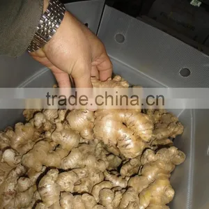 VIETNAM FRESH GINGER SIZE 150 UP thumbnail-5