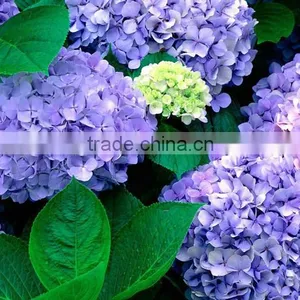 The Shrub Plant Hydrangea Macrophylla Seedling thumbnail-5