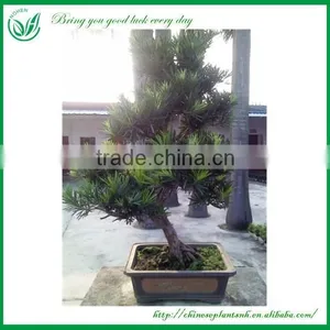 Natural Plants Foliage Plants thumbnail-5