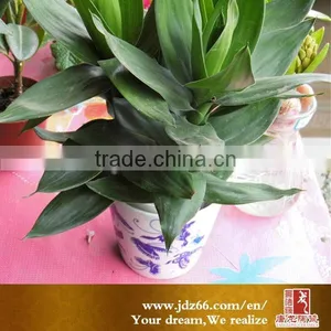 Decorative Ceramic Flower Pot thumbnail-3